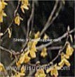 Fructus Forsythiae Oil (Shirley at virginforestplant dot com)