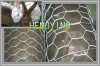 chicken wire mesh