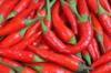 Fresh red hot chilli