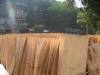 Timber Core Veneer for making Plywood