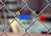 PVC chain link fence