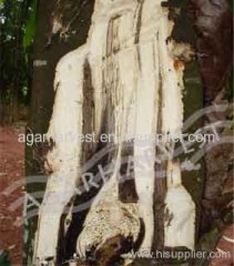 Agarwood-Aloeswood-Oud-Oudh-Gaharu Treelog