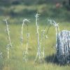 Hot dip galvanized barbed wire fence