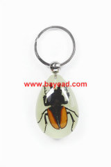 real insect keyring,insect lucite keychain