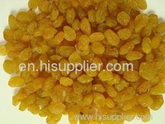 Iranian Golden Raisin