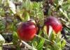 Cranberry extract(jesslie at snowlotusbiotech dot com)
