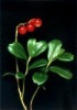 Lingonberry extract(jesslie at snowlotusbiotech dot com)