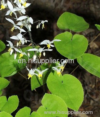 Horny Goat Weed Extract(icariin)/Epimedium P.E