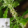 Huperzia Serrate extract(Huperzine A)