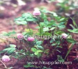 Red Clover P . E .