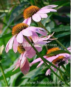 Echinacea Herb P. E.