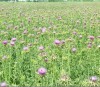 Milk Thistle Extract