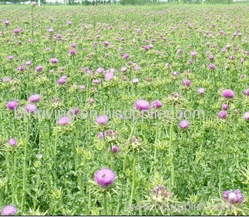 Milk Thistle Extract