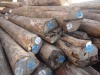 Burma teak wood for veneer