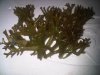 &quot;kab-kab&quot; seaweed, Eucheuma striatum F.Schmitz, Kappaphycus striatus (F.Schmitz) Doty