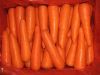 2011 new crop fresh carrots