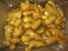 fresh ginger of carton, pvc or mesh bag