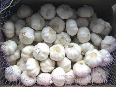 2011 fresh pure white garlic