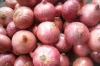 2011 fresh red onion