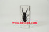 real bug amber lucite paperweights,novel business gift