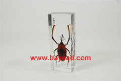 real insect amber lucite paperweights,novel office gift,customized gift