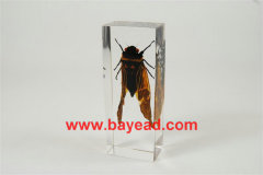 real insect clear lucite paperweights,science displays,insect displays