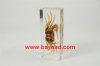 real insect amber lucite paperweights,insect collections,bug collections