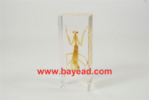 real bug clear resin lucite paperweights,business gift,office gift,priemium gift