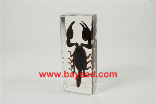 real insect amber lucite paperweights,bug gifts,bug displays,teaching displays