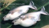 pangasius(basa), barramiundi, tilapia, red snapper... with competitive price