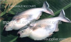 pangasius(basa), barramiundi, tilapia, red snapper... with competitive price