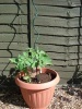 Spiral tomato plant stakes