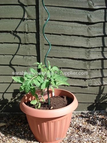 Spiral tomato plant stakes