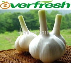 Fresh Garlic