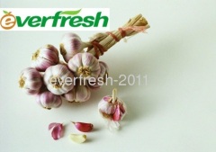 2011 Fresh Garlic
