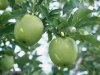 apple extract polyphenols 40%-90%