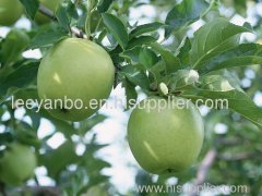 apple extract polyphenols 40%-90%