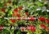 Rhodiola rosea extract powder