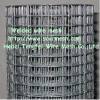 Hot dipped galvanized welded wire mesh ( FACTORY )