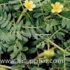 Tribulus Terrestris Extract,Saponins>10%,20%,30%,40%,45%,50%,60%,70%,80%,90%