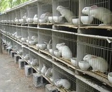 Multilayer rabbit cage