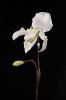 artificial lady's slipper orchid flower