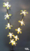 Lighting blossom, LED flower light