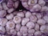 organic purple garlic