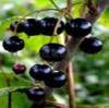 Black currant P.E. ,Black bean hull P.E, Anthocyanins