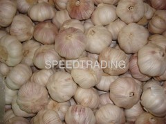 white garlic