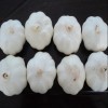 pure white fresh garlic