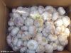 Hot sale Chinese Garlics