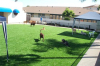 artificial grass dogs