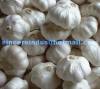 Top quality new crop cold storage garlic